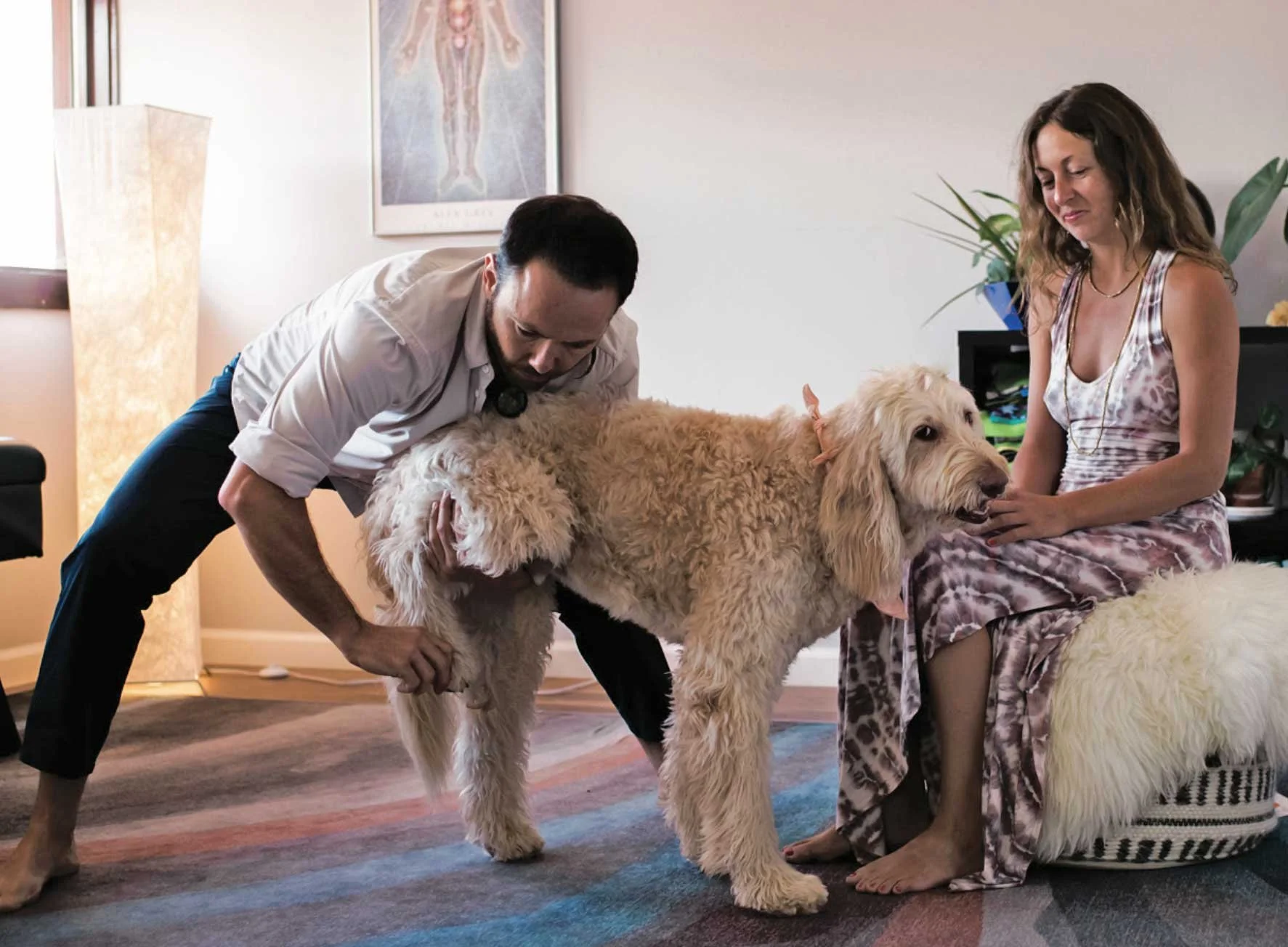 Dr. Dylan and Ra adjusting a goldendoodle together at Awaken Chiropractic